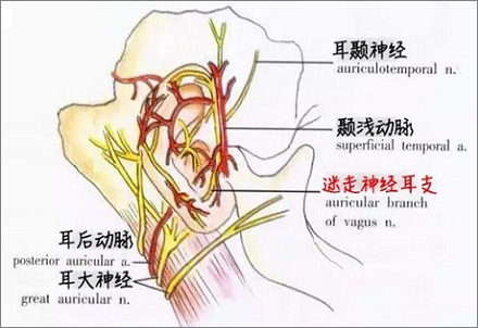 掏耳朵就想咳嗽，是什么病吗？