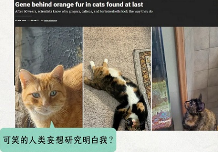 为什么橘猫通常是公的，而三花猫是母的？