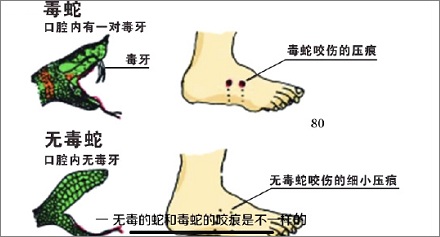 怎么分辨蛇是不是有毒？