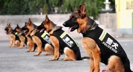 辅警和警犬哪个级别高？