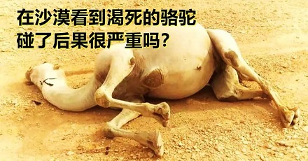 为什么渴死的骆驼不能碰？